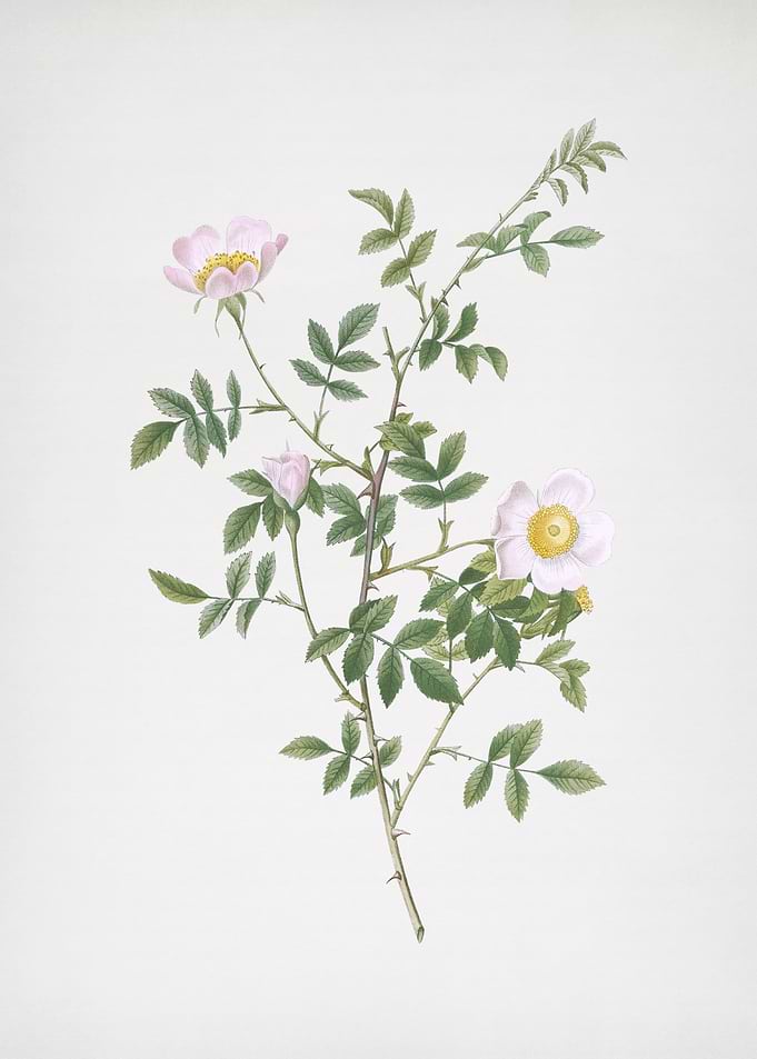 Pink Hedge Rose in Bloom