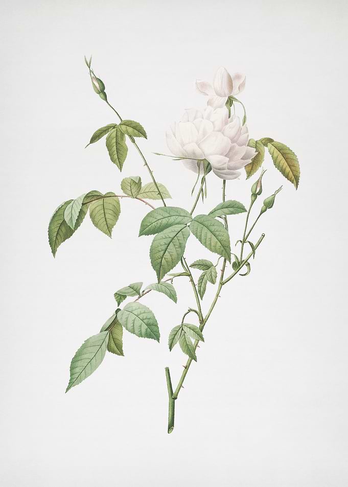 White Bengal Rose