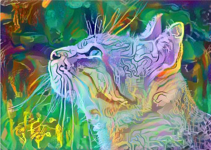 Curious Cat