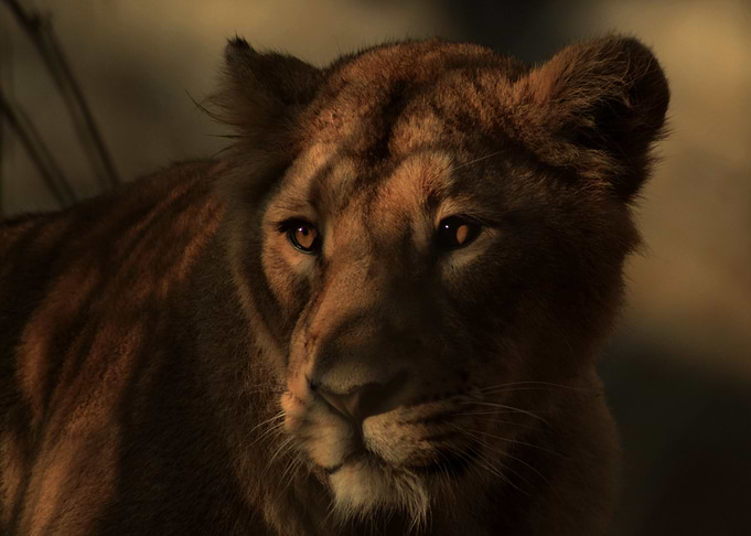 Lion Queen