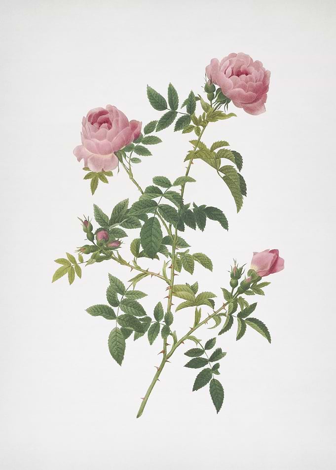 Rose of the Hedges