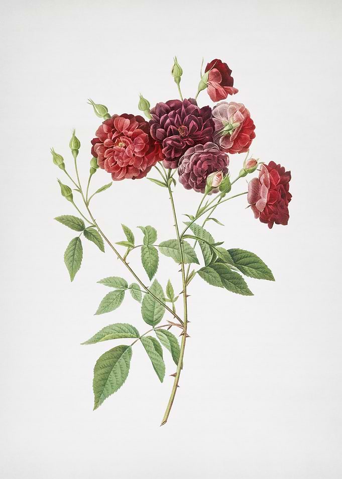 Ternaux Rose Bloom