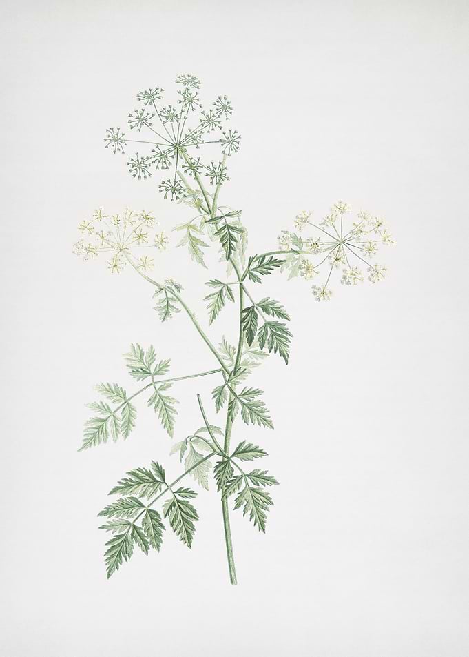 Hemlock Flowers