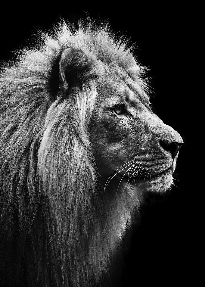 wild lion poster