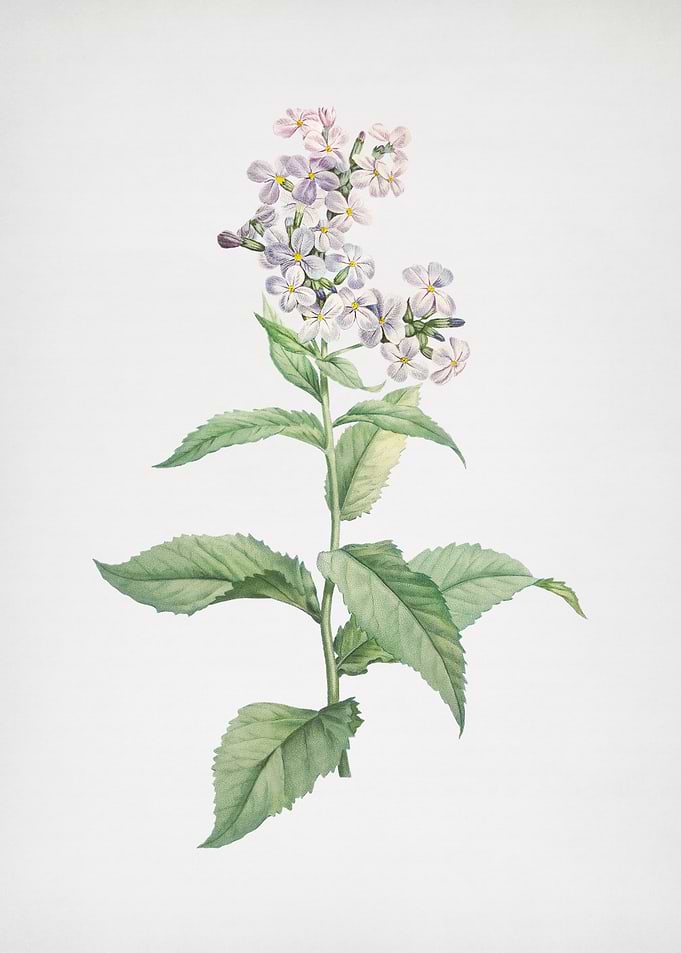 White Gillyflower Bloom
