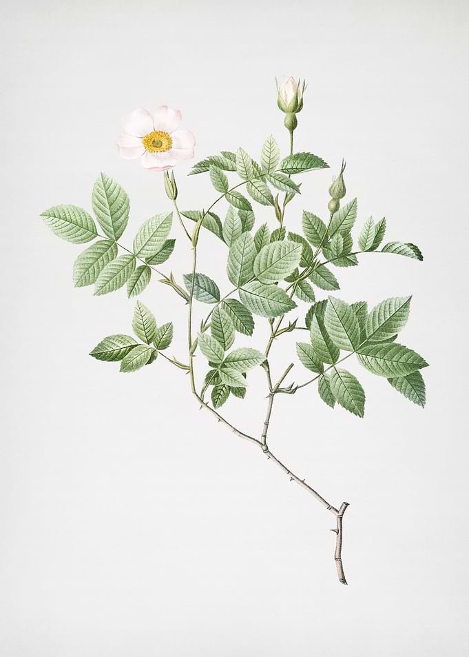Vintage Rosebush