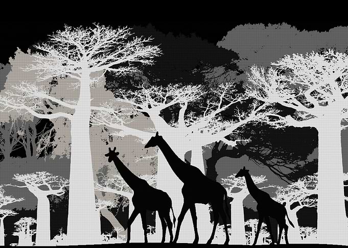 INTO THE FOREST 17 GIRAFFE