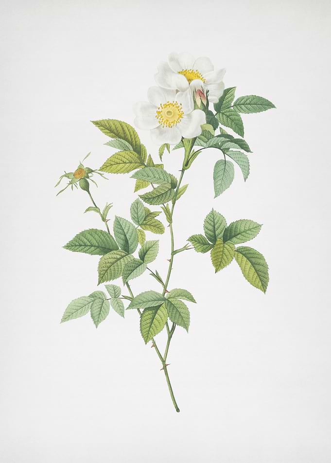 White Anjou Roses