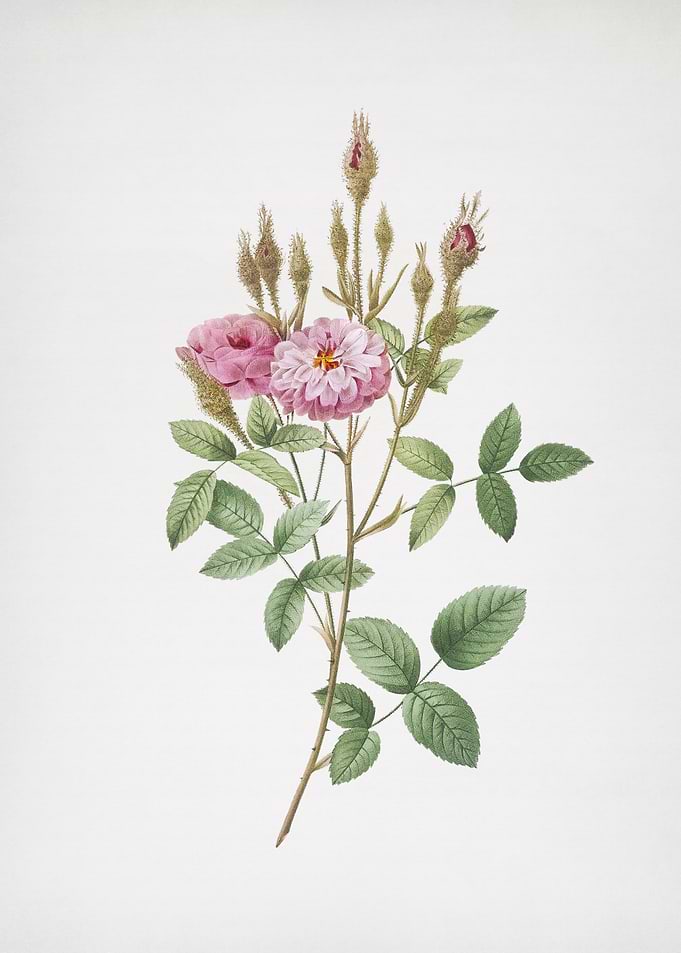 Mossy Pompon Rose