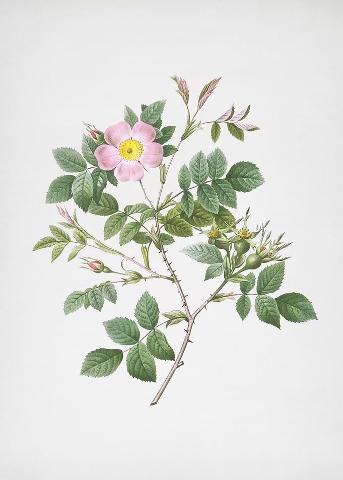 Blooming Malmedy Rose