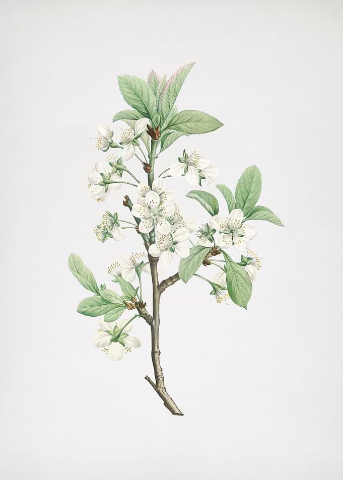 White Plum Flower