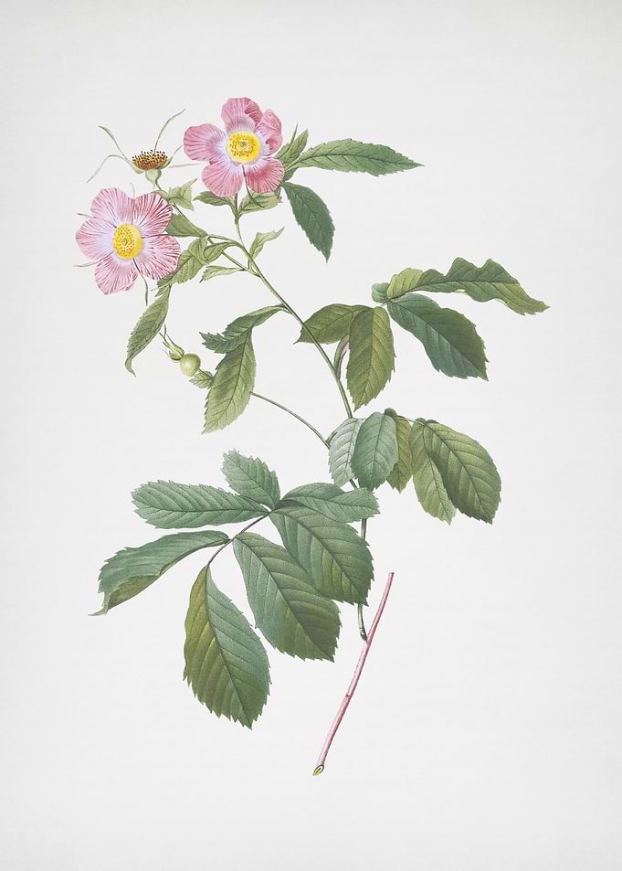 Pink Alpine Roses