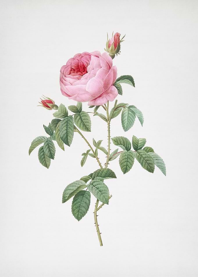 Provence Rose Bloom