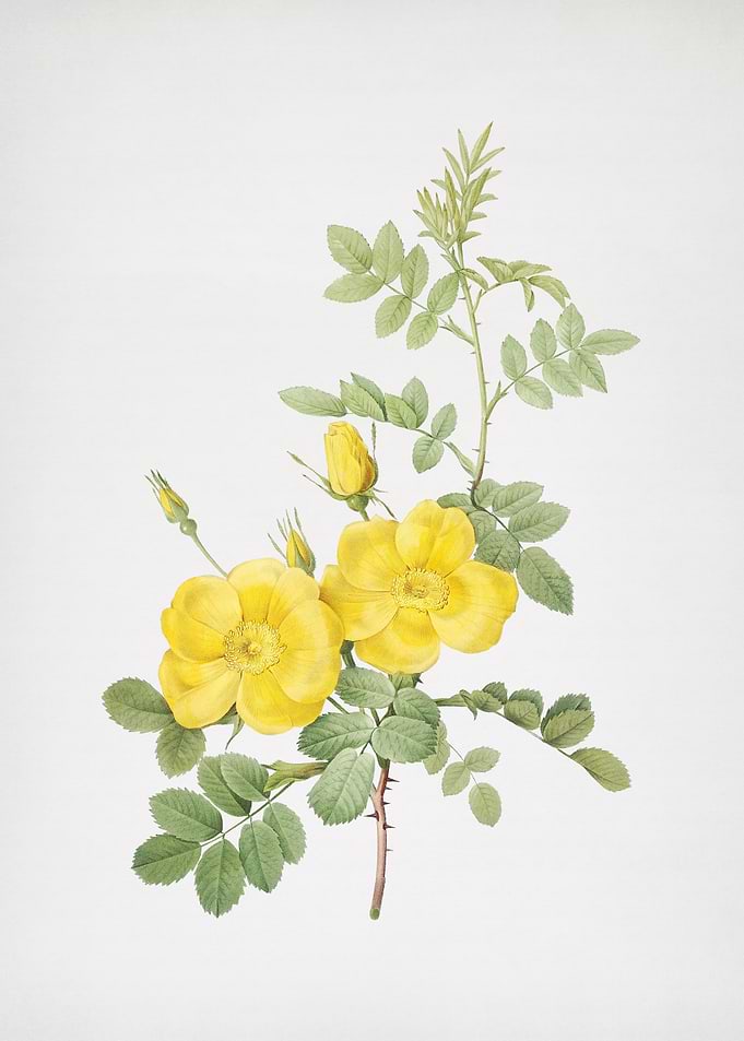 Yellow Sweetbriar Roses
