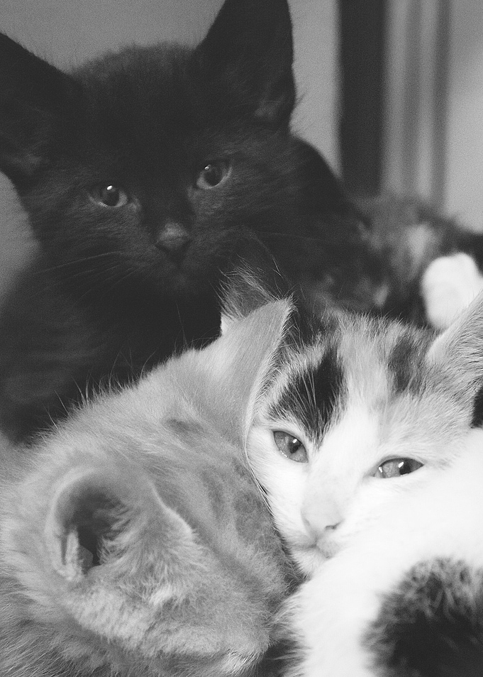 Pile of kittens