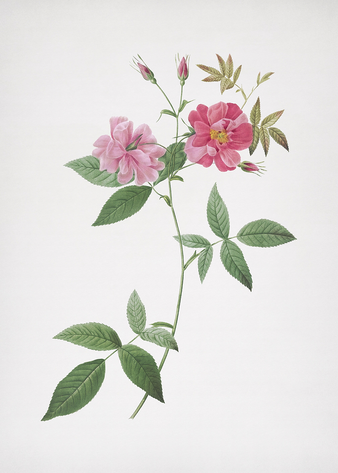 Blooming Hudson Rosehip