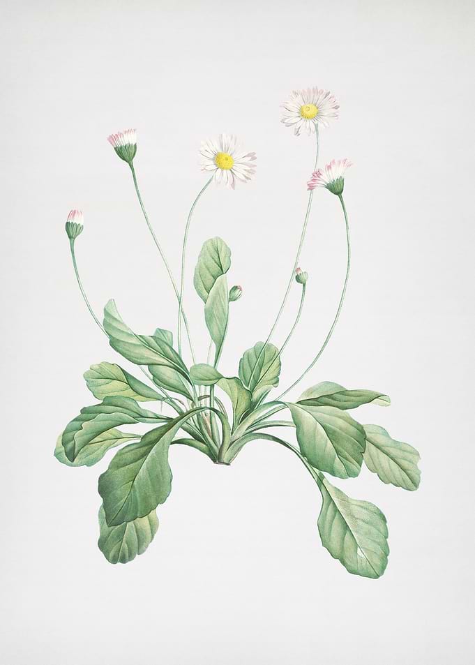 Blooming Daisy Flowers