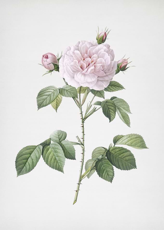 Vintage Rosa Alba Flower