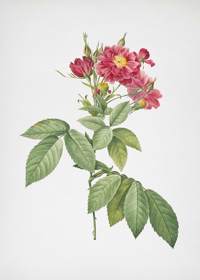 Blooming Boursault Rose
