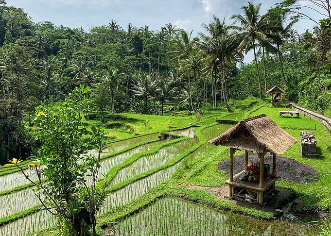Bali rice terraces