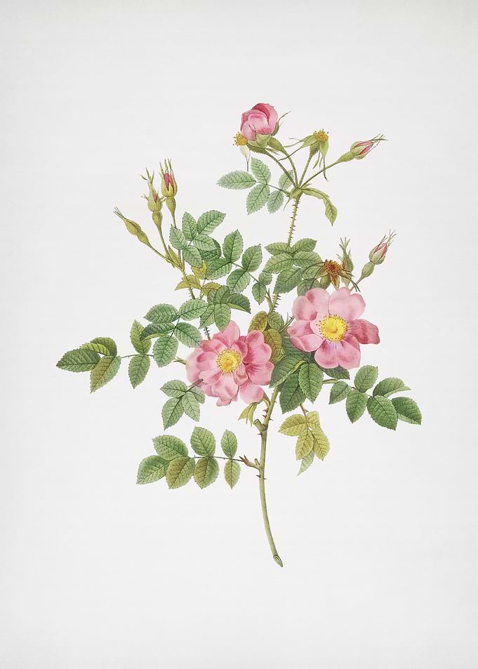 Pink Rosebush Bloom