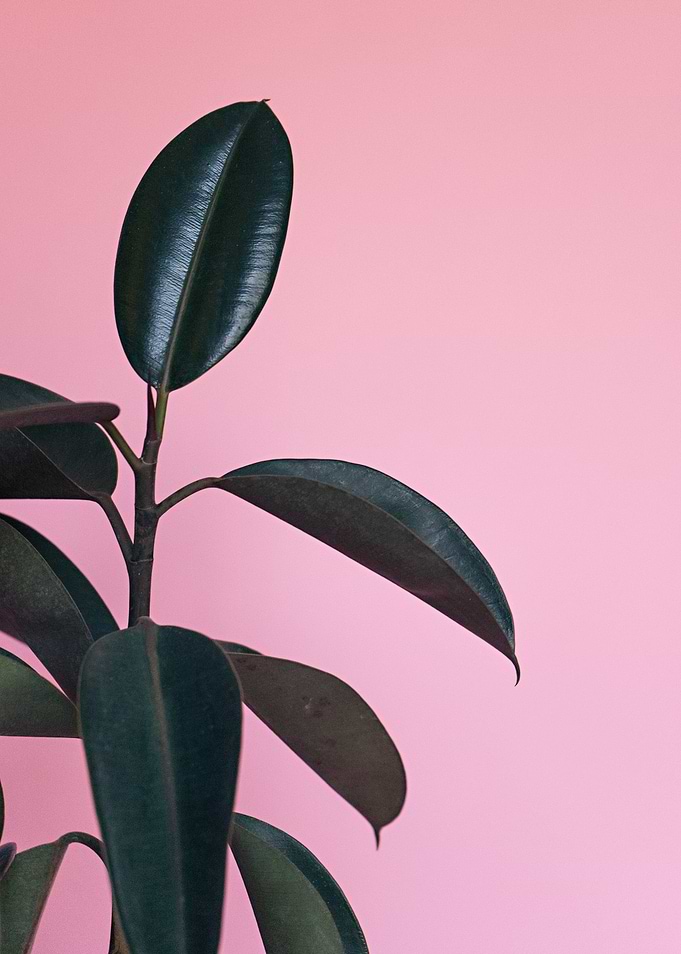 Pink Plant