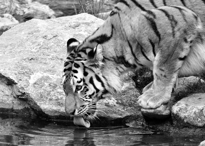 Tiger drinking BW