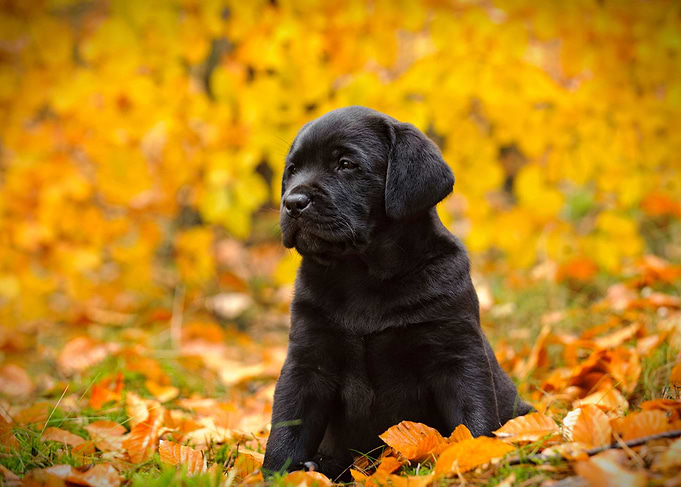 Labrador retriever puppy