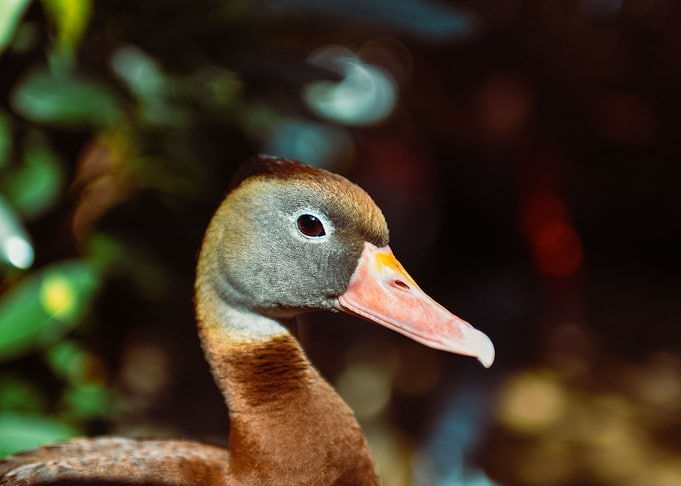 Curious Duck