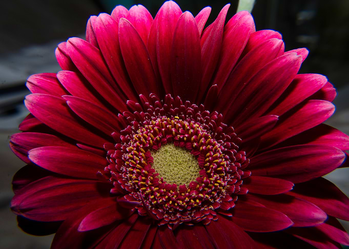 red gerbera flower