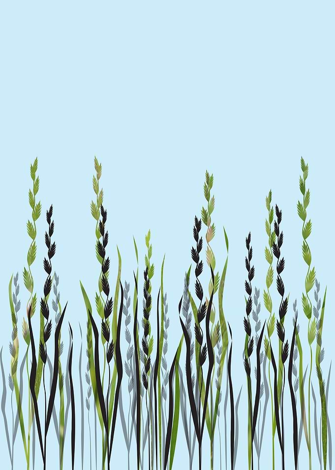 Wild ryegrass