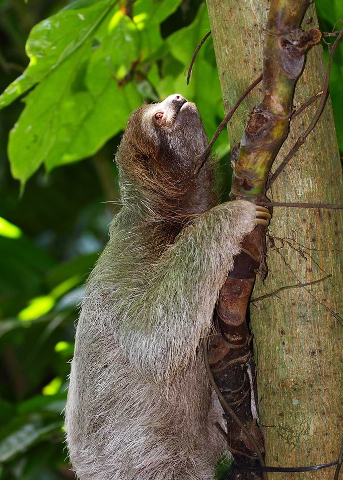 Three Toed Sloth