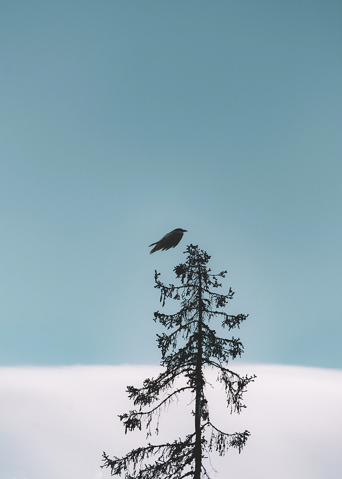 Minimalist Perch