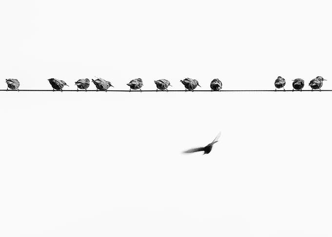 For the birds