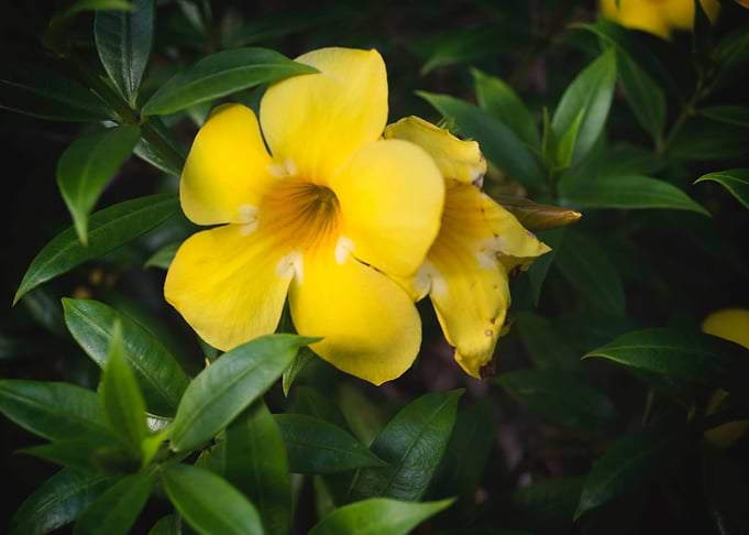 Yellow flower