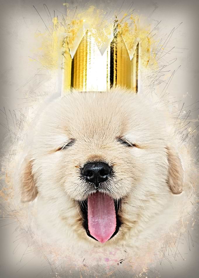 Golden Retriever Prince