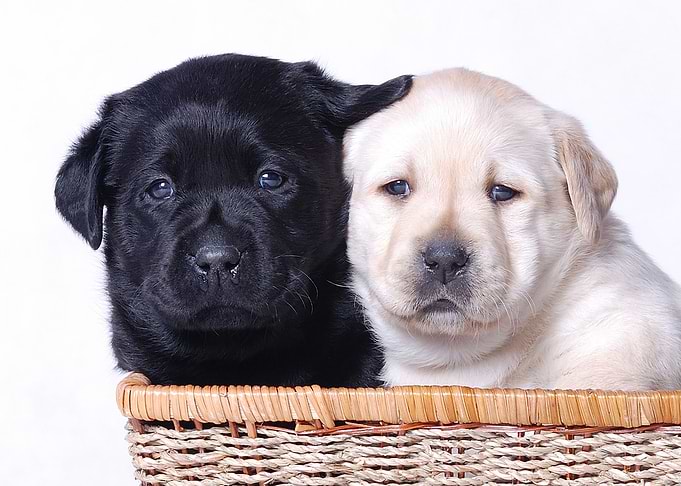 Jing Jang Labradors