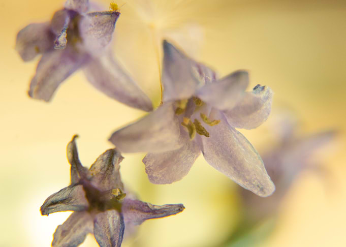 bellflower impression