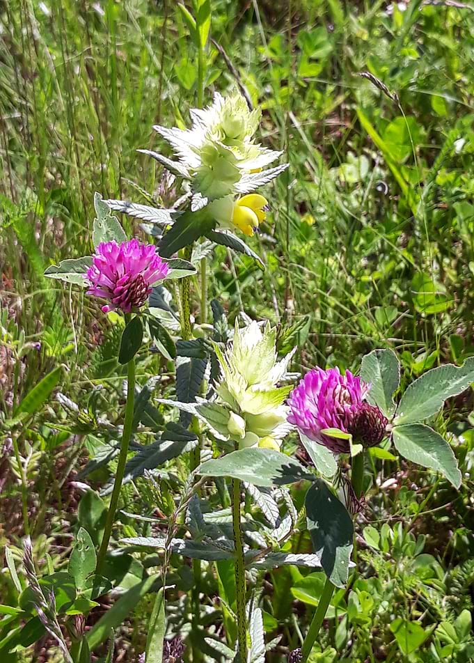 Clover flowers