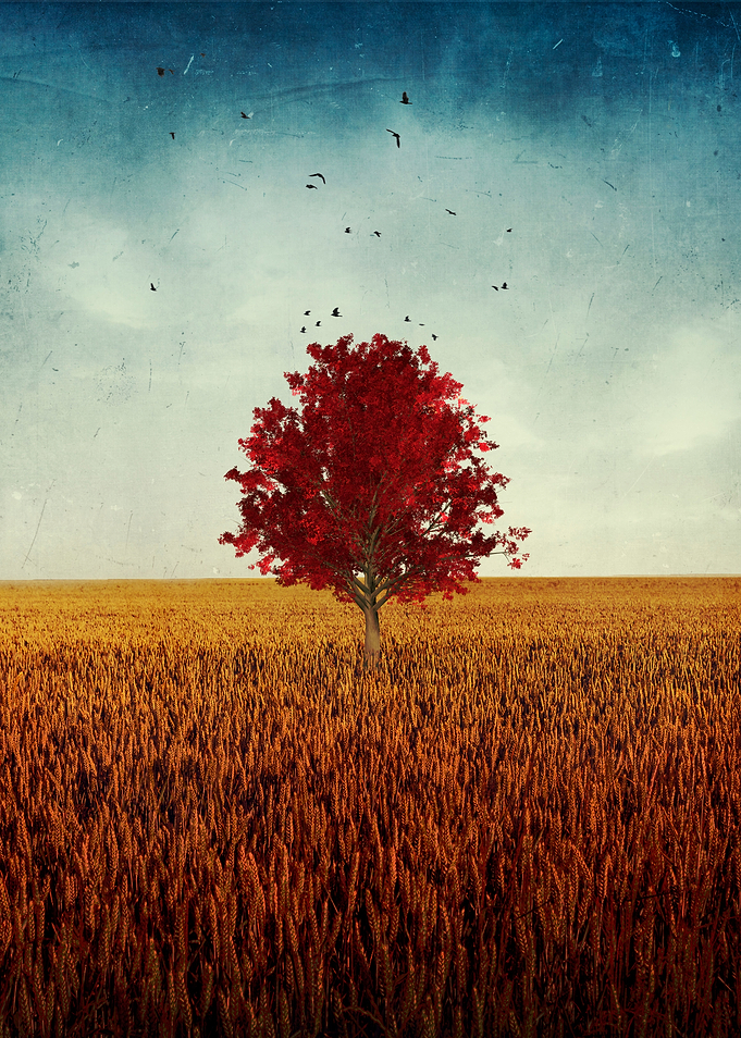 other Red Tree in Field