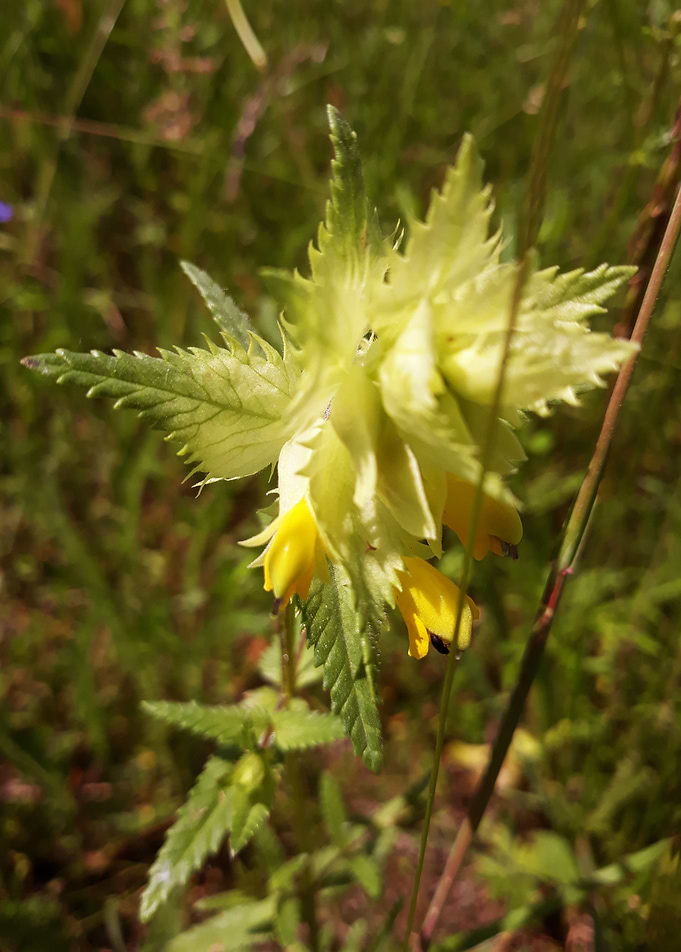 Wild flower detail