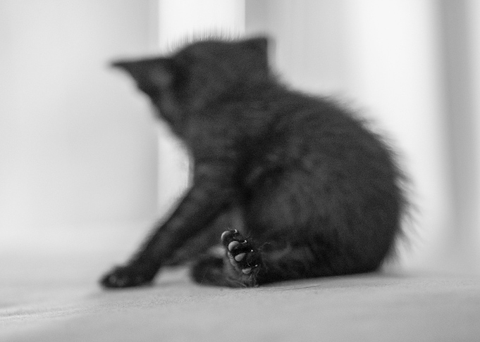 Puppy Cat Paw