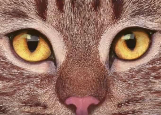sweet cat stripes brown
