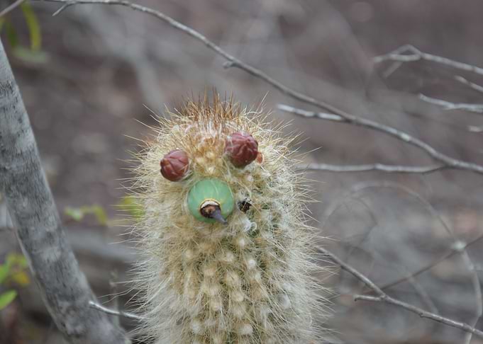 cactus