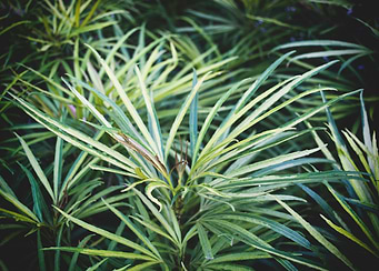 Green leaves