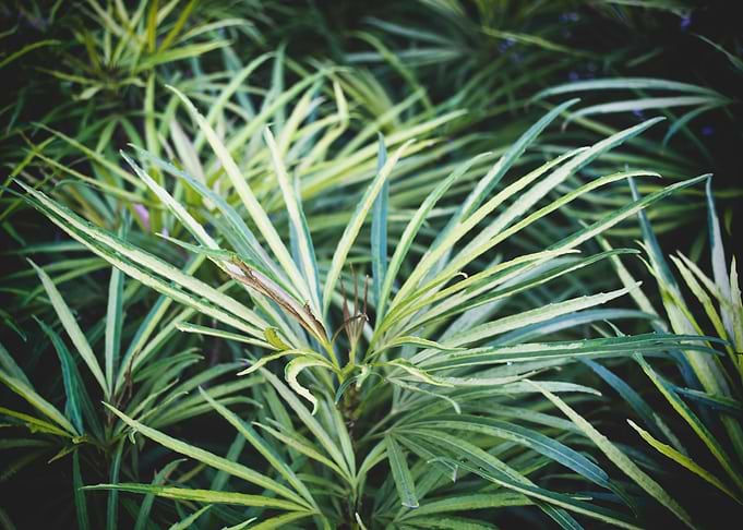 Green leaves