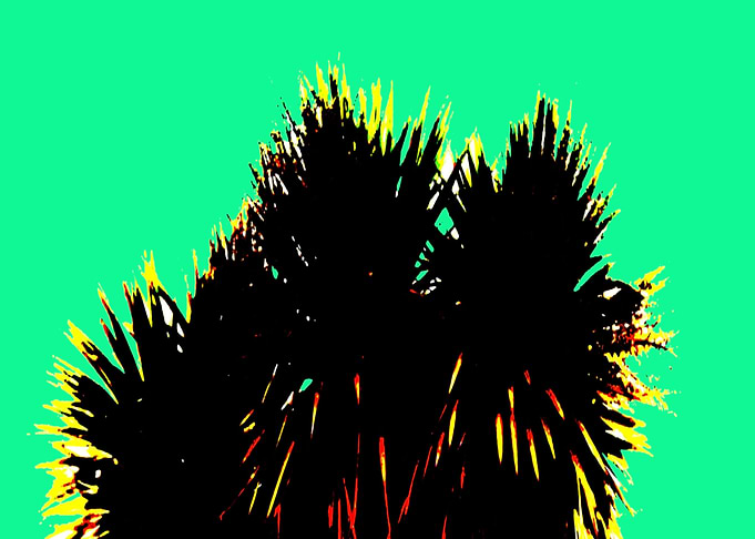 MIAMI PALM