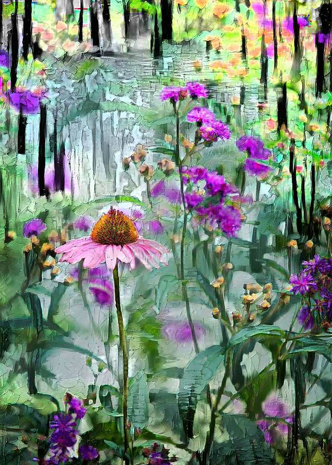 Field Daisy