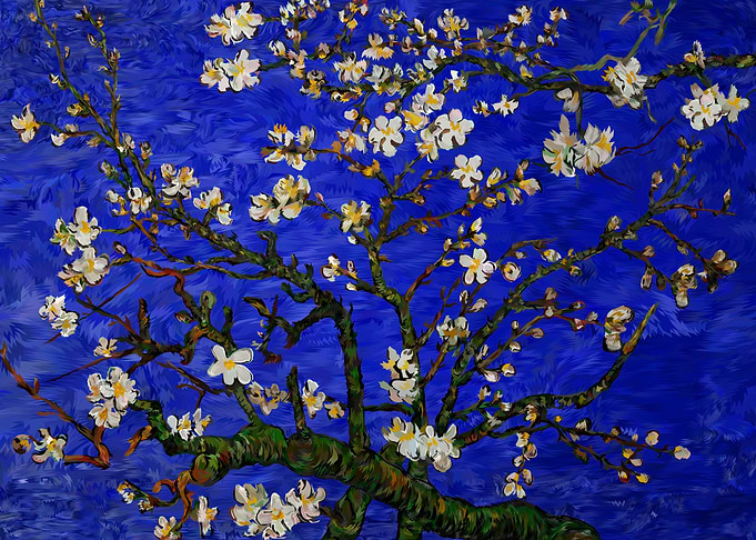 Daisy Blue Flowers