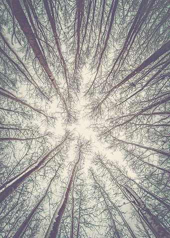 Canopy Underside